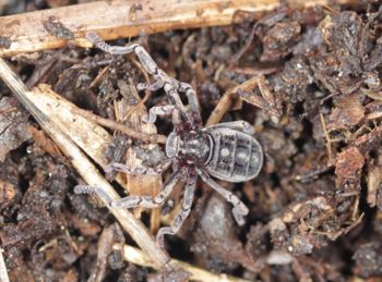 Media type: image;   Invertebrate Zoology 53025